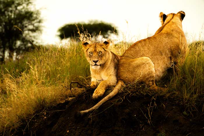 Serengreti safari